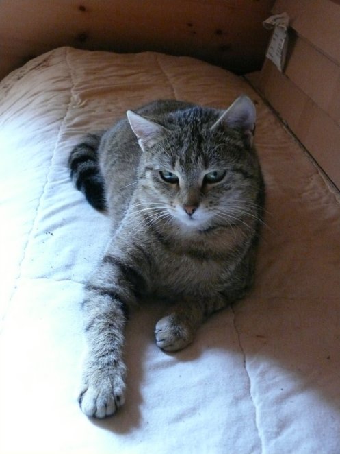 Katze Bringt Kitten Nicht Ins Haus Was Tun Katzen Forum